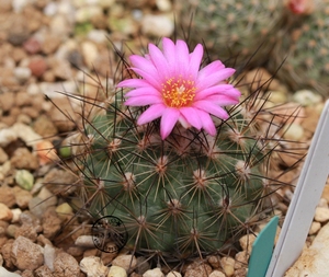 实生 菲雷克圆锥玉 海虹 Turbinicarpus viereckii 3.5CM 仙人球