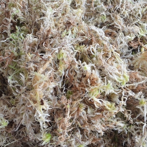 兰花植料水苔实惠的新鲜活地衣水苔藓水草1斤