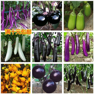 紫茄子种子，绿茄子种籽，大青茄子种子紫长茄子种子，蔬菜种子