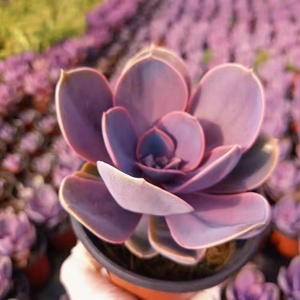 丁香 紫色多肉植物景天科石莲花属桌面盆栽绿植花卉净化空气