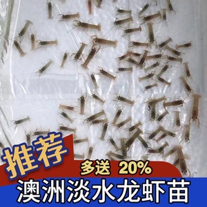 正品澳洲淡水龙虾苗鲜活鳌虾鱼池养殖鱼缸宠物蓝龙观赏饲养可食用