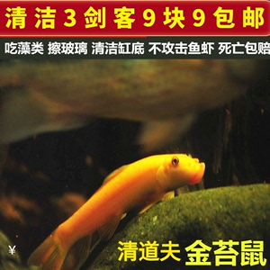 青苔鼠金苔鼠鱼观赏鱼花椒鼠清道夫鼠鱼鱼缸除藻鱼清洁鱼活体鱼包