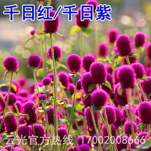 千日红花种子盆栽百日红花四季春天花种易种春季千日紫千日红种籽