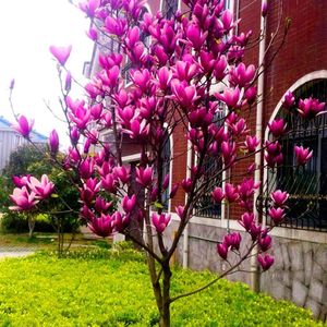 新品紫玉兰花庭院别墅大型景观树苗耐寒好养盆栽地栽室外耐寒花卉