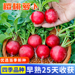 樱桃萝卜种子种籽菜籽水果小罗卜春秋季四季阳台盆栽蔬菜新鲜种孑