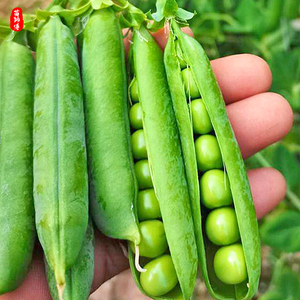 甜豌豆种子种籽甜脆豌豆苗种碗豌豆种耐寒冬季四季豆长寿豆仁荚