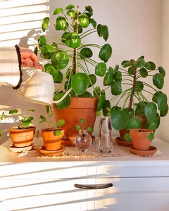 发现植物/镜面草老桩翠屏草INS网红绿植室内桌面植物盆栽观叶植物