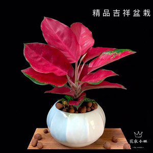 吉利中国红盆栽室内如意皇后花水培植物吉祥如意万年红万年青系列