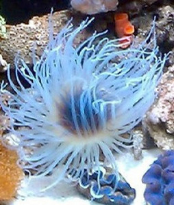 海水珊瑚 千手佛 活体 海葵