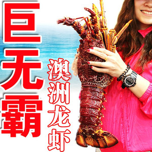 青岛海鲜 澳洲大龙虾鲜活 进口海鲜 龙虾鲜活大龙虾500g