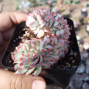 初见花圃多肉月光女神多肉植物单头群生月光女神缀化微景观景天