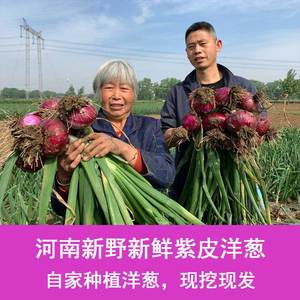 农村小罗 2024年河南新野紫皮洋葱5斤水果洋葱