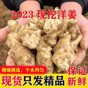 2023年现挖5斤洋姜新鲜菊芋不辣野生鬼子姜种子生阳姜腌制泡菜酱