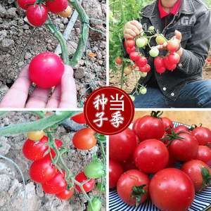 矮秧红珍珠矮生盆栽番茄种子 农田菜园红樱桃小西红柿蔬菜籽
