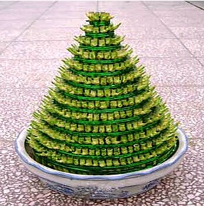 富贵竹 竹塔 节节高 水培植物盆栽花卉 室内盆景 塔竹 绿植花卉