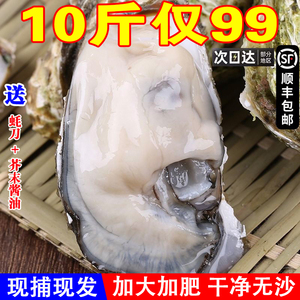 鲜活生蚝10斤新鲜海鲜水产野生牡蛎海蛎子特大整箱烧烤包邮