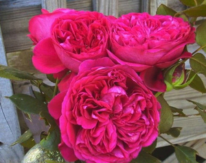 【琴川园艺】皇家胭脂 欧月法国月季暗红色大花强香耐热开花持久