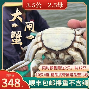 兴化红膏大闸蟹鲜活现货特大3.5两公2.5两母螃蟹海鲜水产河蟹礼盒