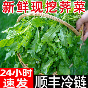 荠菜新鲜野生农家现摘现发荠菜做混沌水饺春卷野菜商用4斤包邮