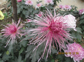 粉松针新品包活菊花小苗大菊花苗四苗当年开花庭院花卉观花包对版