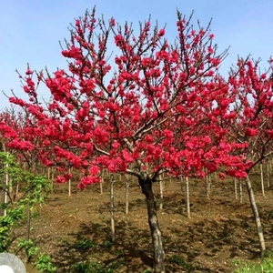 红梅绿梅腊梅榆叶梅老桩梅花树四季阳台庭院盆栽冬季耐寒花卉树苗