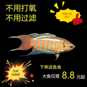 中国斗鱼大普叉不用打氧换水过滤鱼懒人鱼淡水鱼耐养观赏鱼原生鱼