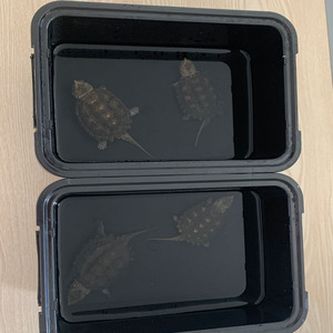 家用养龟黑色发色盒子白色盒子蛋龟缸鱼原种纯佛鳄龟专用乌龟缸
