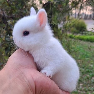 小型宠物兔子活物侏儒兔儿童好养寝室海棠道奇迷你兔垂耳兔活体