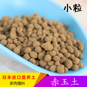 烧赤玉土买了一盆肉肉植物 好像叫白牡丹 没什么经验好怕会养死 求大神详 烧赤玉土买了一盆肉肉植物 好像叫白牡丹 没什么经验好怕会养死 求大神详