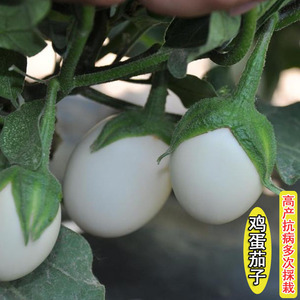 白蛋茄种子白茄子种籽鸡蛋茄种苗金银盆栽四季春季农家室内蔬菜