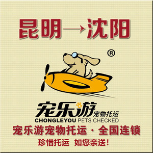 【宠乐游】宠物托运上门服务昆明至沈阳哈尔滨猫狗空运随机办理