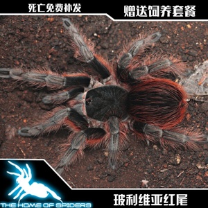 玻利维亚红尾5-7厘米公母宠物蜘蛛活体温顺没毒可上手巴西白膝头
