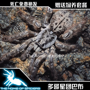 多哥星团巴布4-12厘米白色花纹宠物蜘蛛经典树栖活体另类宠物