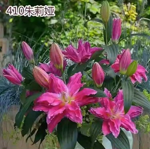 香水百合种球大球带芽发荷兰进口百合花卉种子室内好养活绿植盆栽