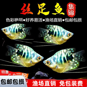 曼龙球鱼热带观赏鱼黄曼龙蓝曼龙五彩血珍珠马甲球活体小型淡水
