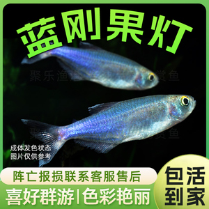 蓝刚果灯活体 热带观赏淡水草缸群游灯科七彩闪光蓝线小型鱼
