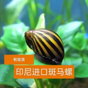 斑马螺蜜蜂角螺淡水黑金刚螺除藻螺马来黄金杀手螺鱼缸斑马螺鲍鱼