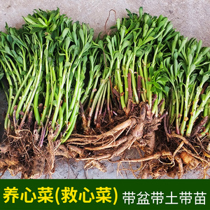 养心菜种苗 养生菜种籽 阳台盆栽救心菜根苗子高钙植物特色蔬菜苗