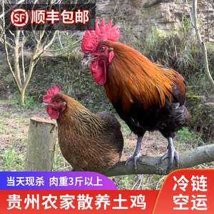 贵州乡下土鸡农家散养大公鸡农村乌鸡新鲜现杀本地3年下蛋老母鸡