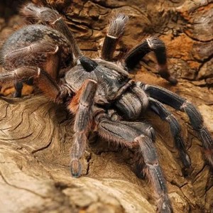 新手蜘蛛活体另类新手巴布 斜角推荐成体后可长至13-15cm宠物爬虫