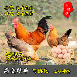 土鸡受精蛋种蛋柴鸡可孵化种蛋青脚三黄鸡受精蛋种蛋可一件代发