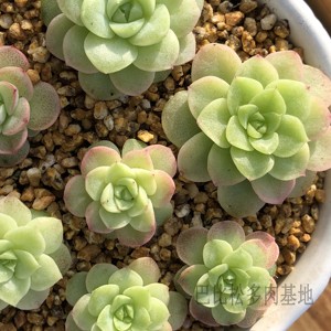 木本多肉植物 木本多肉植物品牌 价格 阿里巴巴