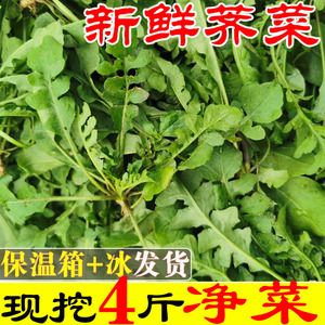 荠荠菜新鲜野生野菜包邮4斤 现挖地菜齐菜包子馅芥菜商用农家本地