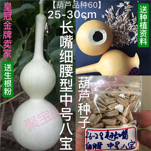 中号八宝葫芦种长嘴细腰型瓢巨型特超大小鹤首油锤苹果八宝子籽