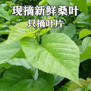 现摘新鲜桑叶蚕宝宝食物鲜嫩桑蚕吃的叶饲料学生养蚕大叶桑树叶子