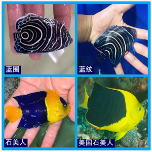 蓝圈神仙 海水观赏鱼 水族宠物鱼海洋生物活体 石美人 蓝纹神仙鱼