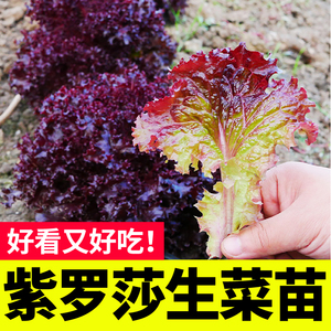 紫罗莎生菜秧苗幼苗四季阳台盆栽蔬菜种子紫红皱大速生结球生菜苗