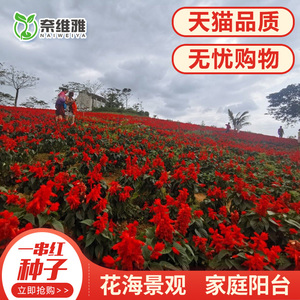 矮串红花种子一串红串串红室外庭院室内阳台盆栽花卉易活植物花籽