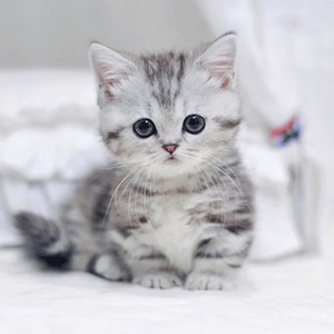 纯种美短猫美国短毛猫银虎斑标斑猫咪活幼体起司加白宠物猫猫活物
