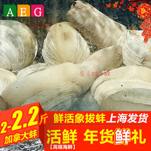 2.2斤美国鲜活大象拔蚌海鲜水产日式料理贝壳类刺身干即食生鲜蚌